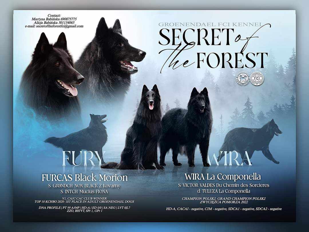 Vrh Secret of the Forest foto