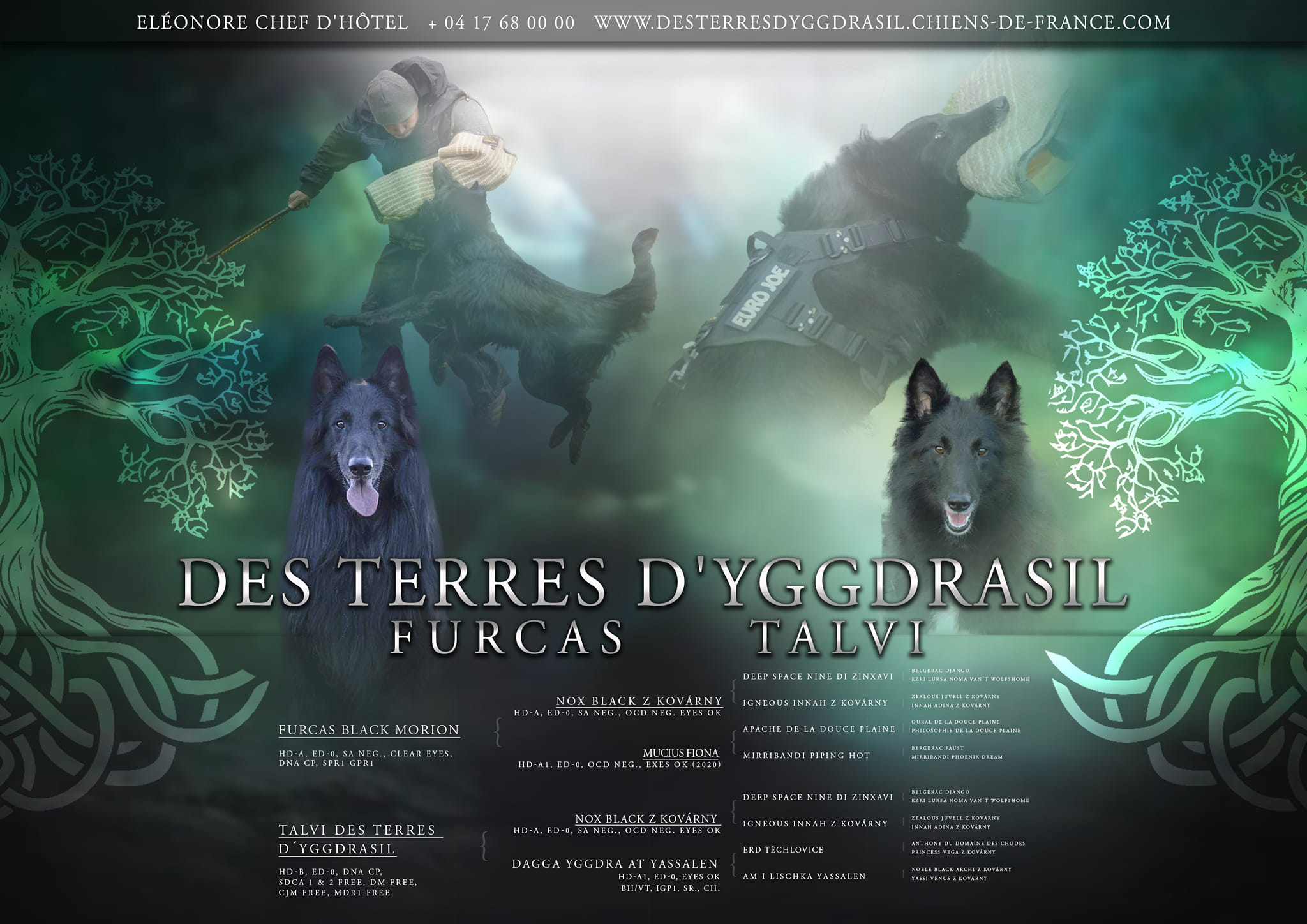 Vrh des Terres D'Yggdrasil foto