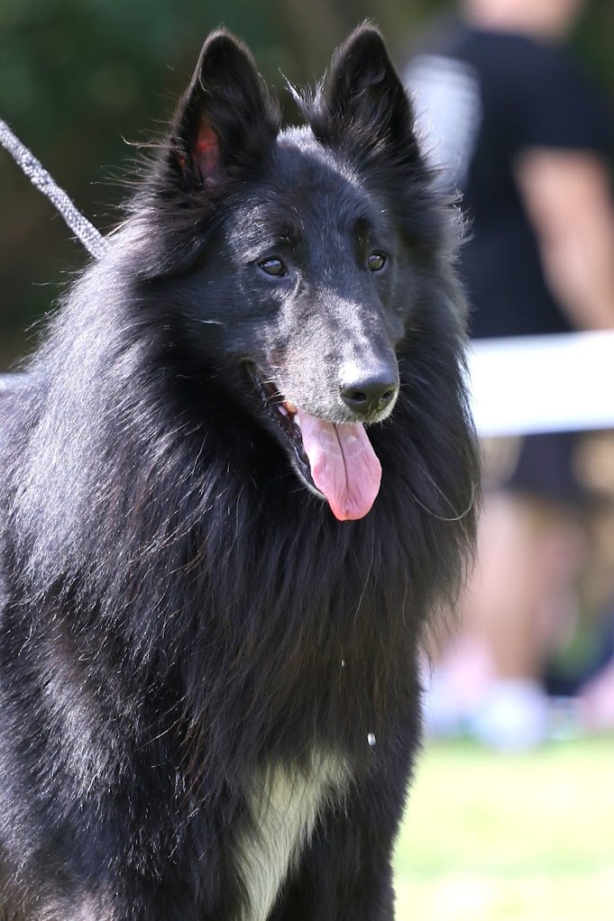 Dog 1