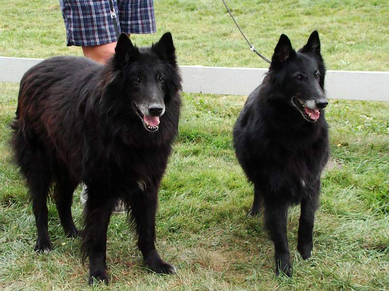 Black Jack (12 years) with daughter Black Princess Perla Mahagon (8 years)