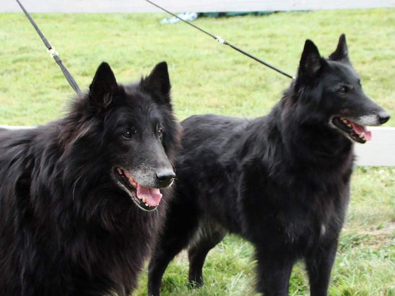 Black Jack (12 years) with daughter Black Princess Perla Mahagon (8 years)