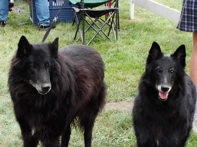 Black Jack (12 years) with daughter Black Princess Perla Mahagon (8 years)