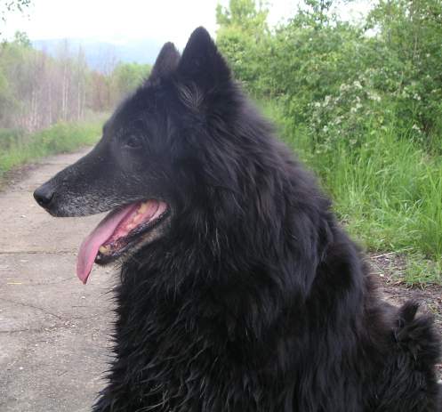 Black Jack (13 years)