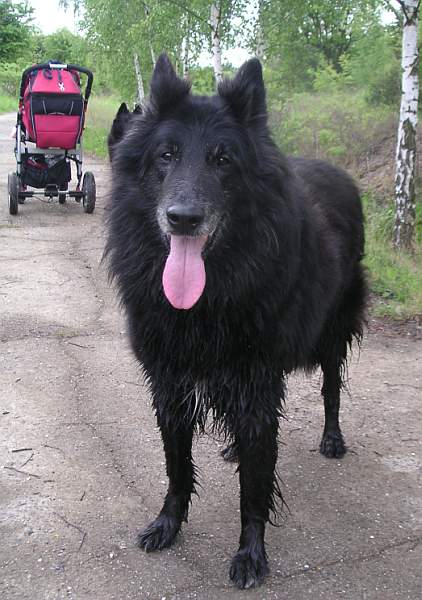Black Jack (13 years)
