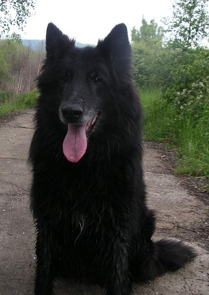 Black Jack (13 years)