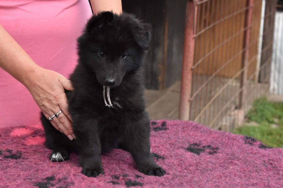 8 weeks 1