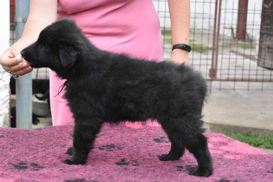 8 weeks 2
