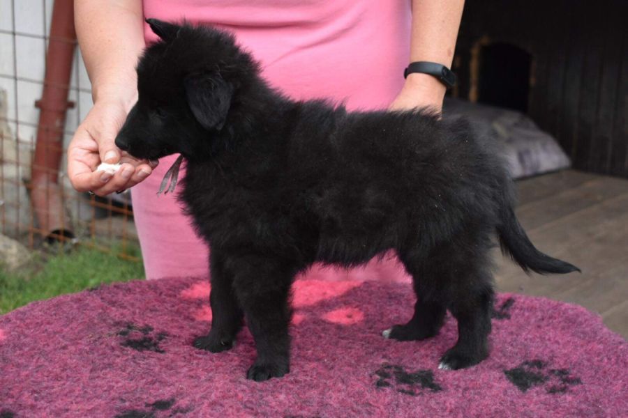 8 weeks 3