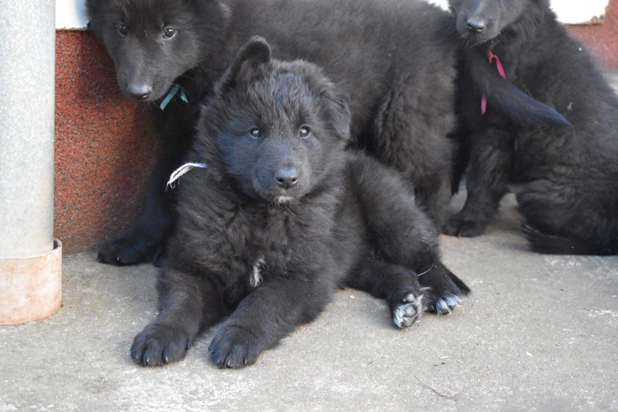 8 weeks 4