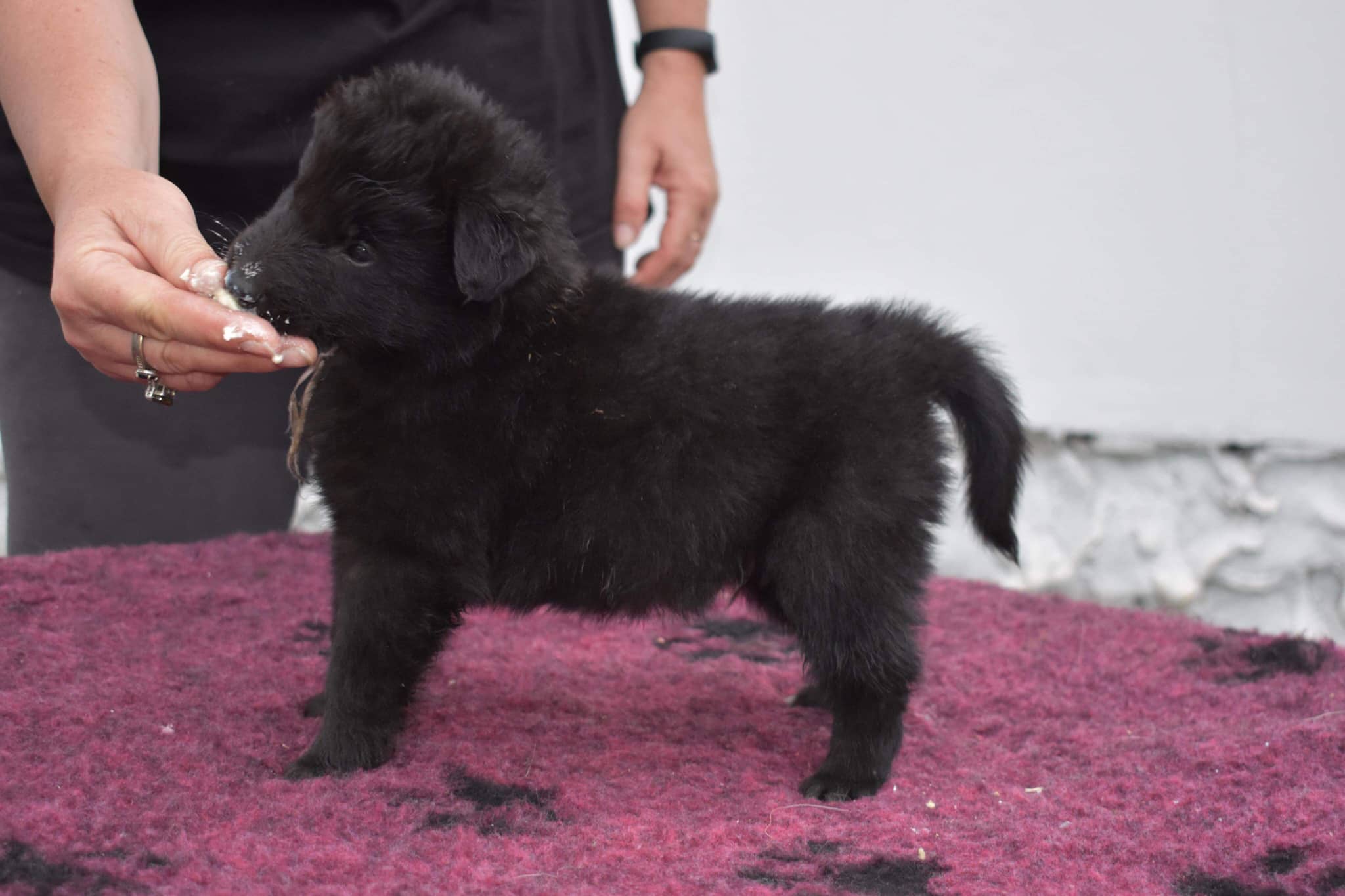 5 weeks 1
