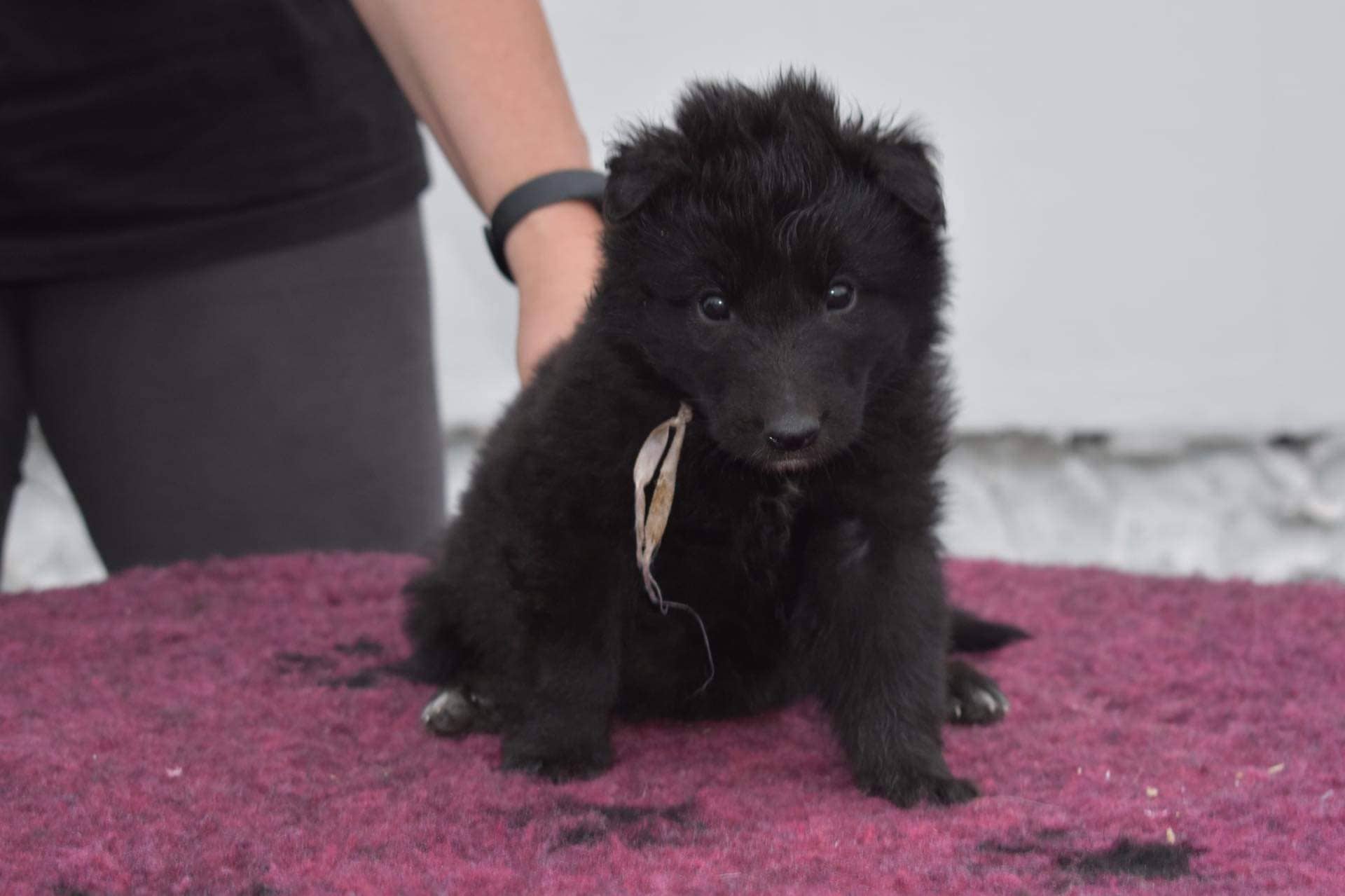 5 weeks 2