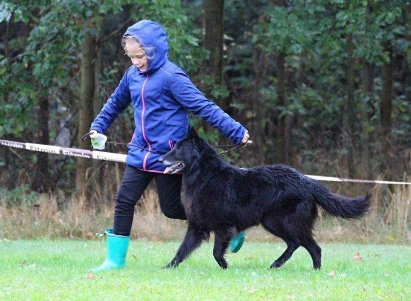 Domia - Klubová výstava KCHBO Horka n.Moravou 16.09.2017