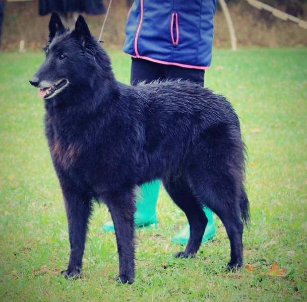 Domia - Klubová výstava KCHBO Horka n.Moravou 16.09.2017