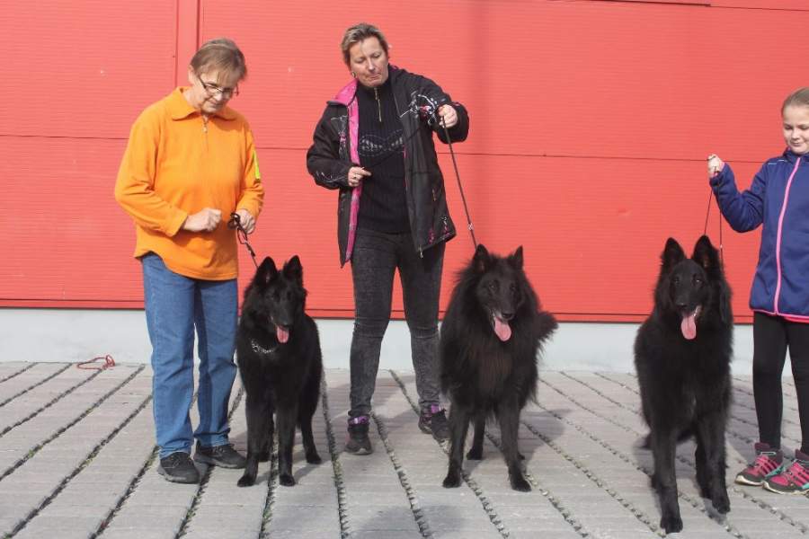 Farkles, Fuzzy, otec Nox 2