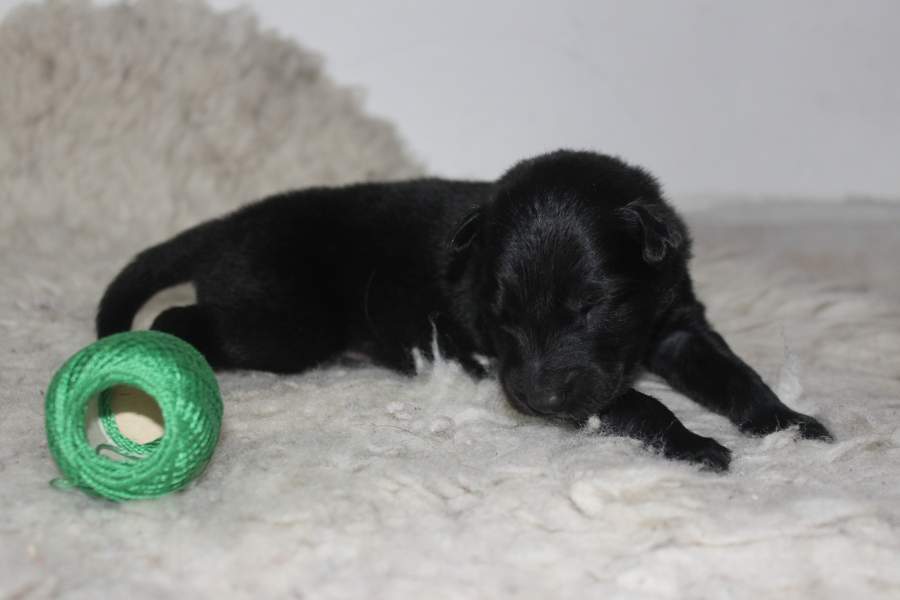 4 weeks 6