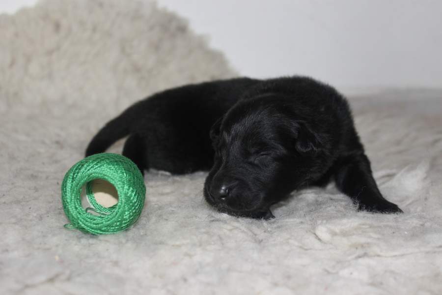 4 weeks 7