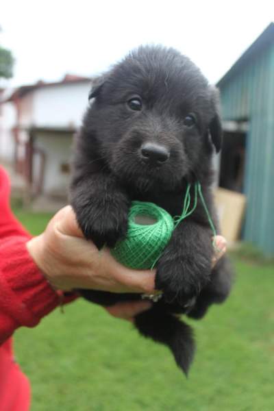 4 weeks 13