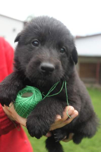 4 weeks 14
