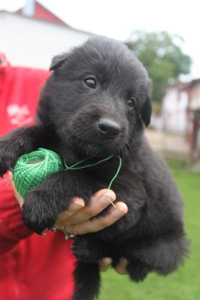 4 weeks 15