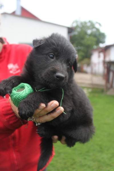 4 weeks 16