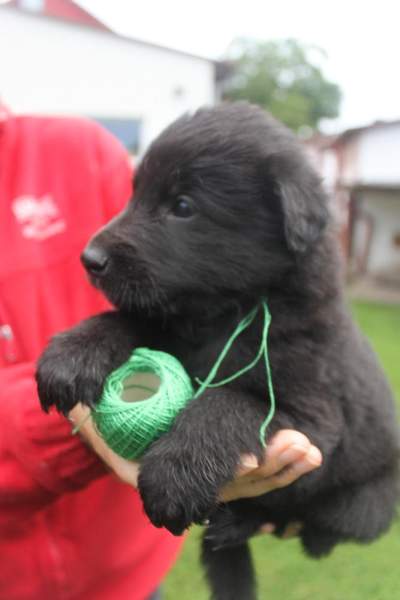 4 weeks 17