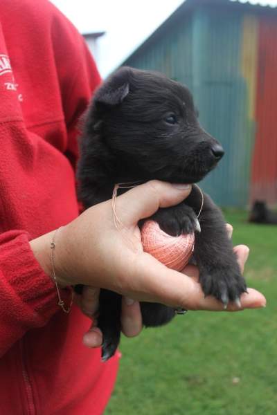 4 weeks 6
