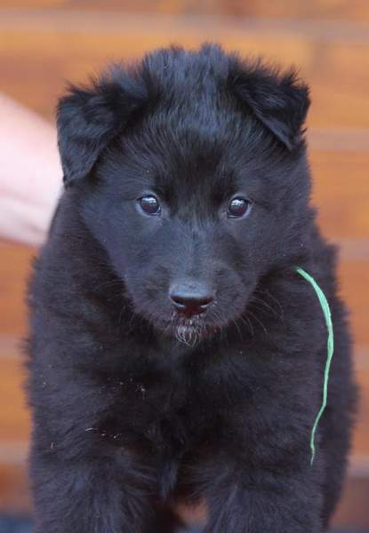 5.5 weeks 20