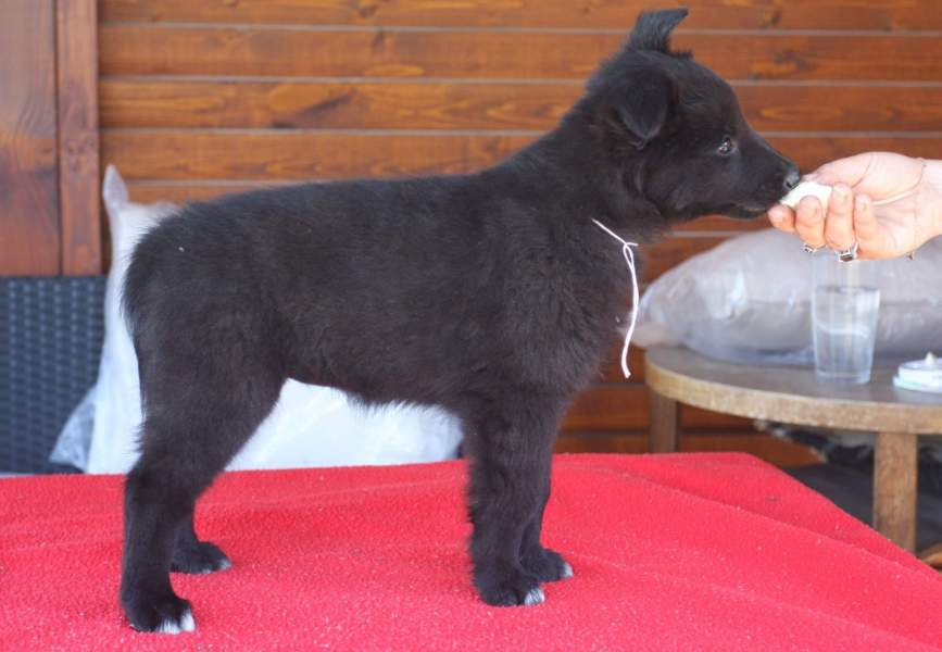 8 weeks 25