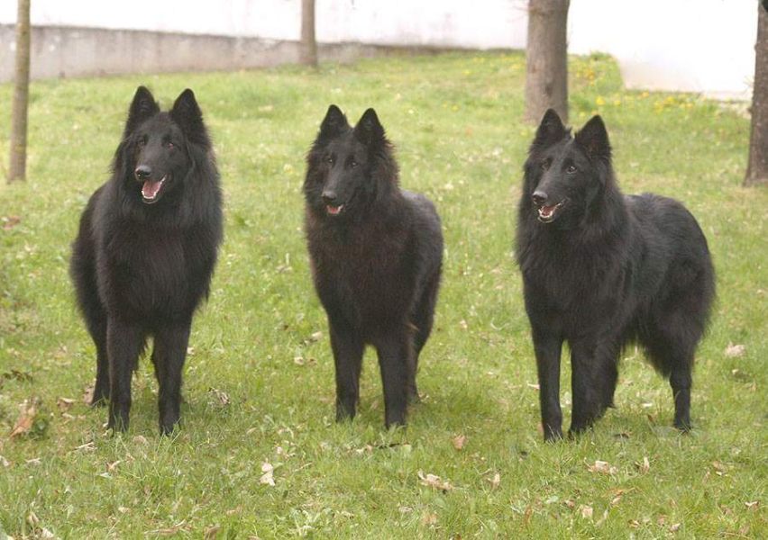 CACIB České Budějovice 2