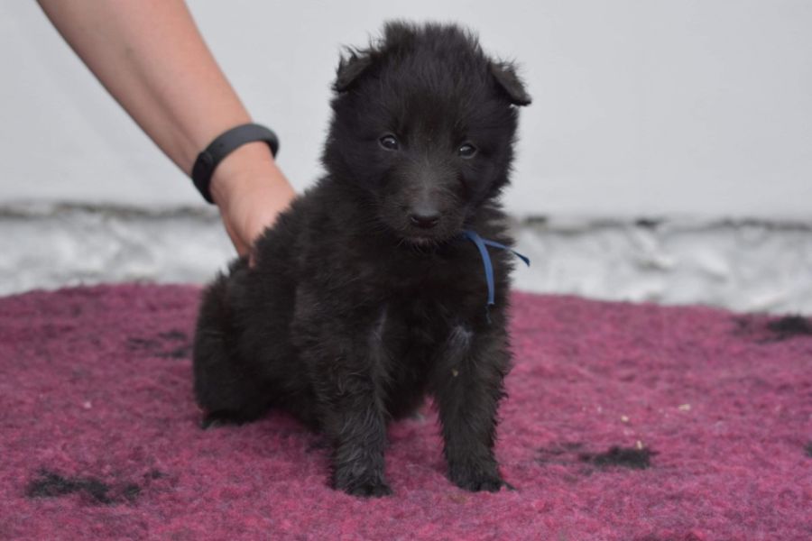 5 weeks 1