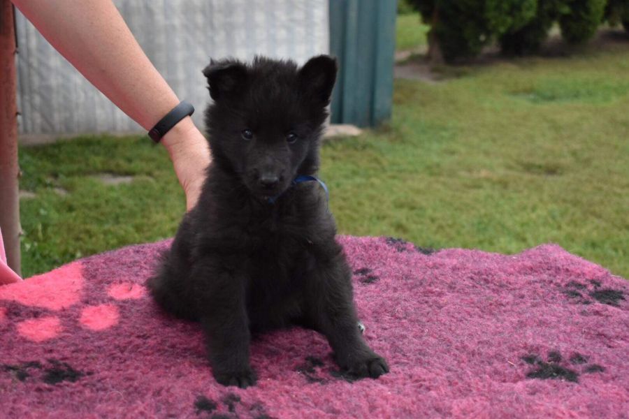 8 weeks 3