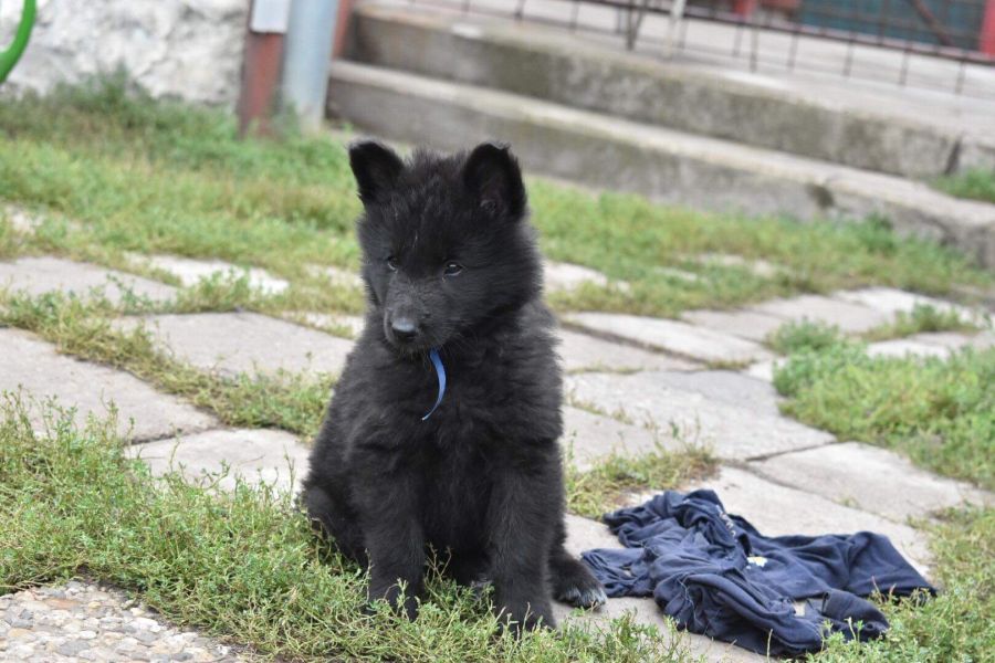 8 weeks 4