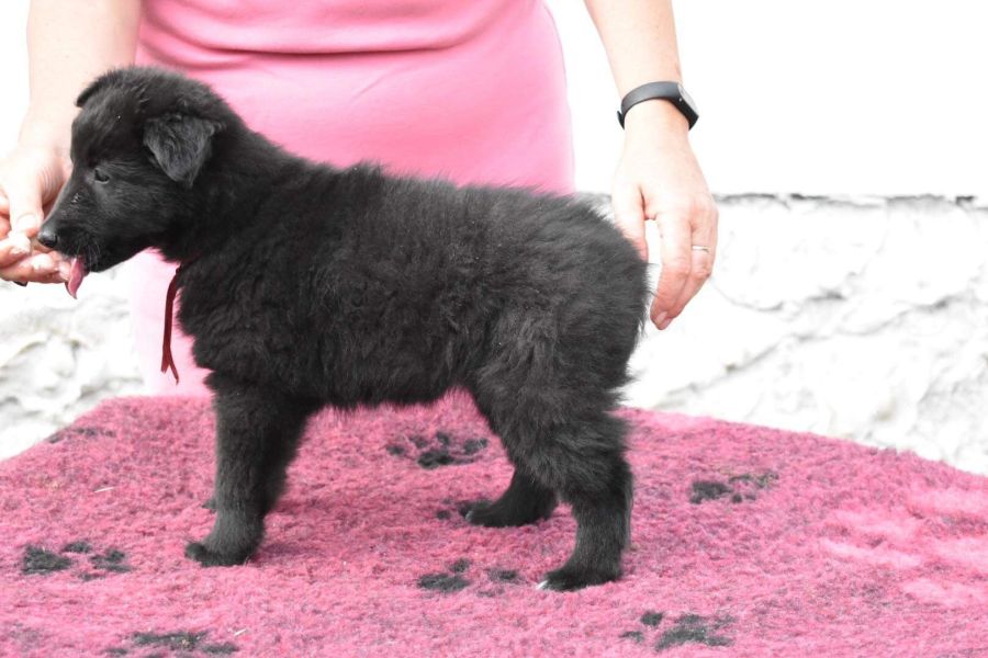 8 weeks 3