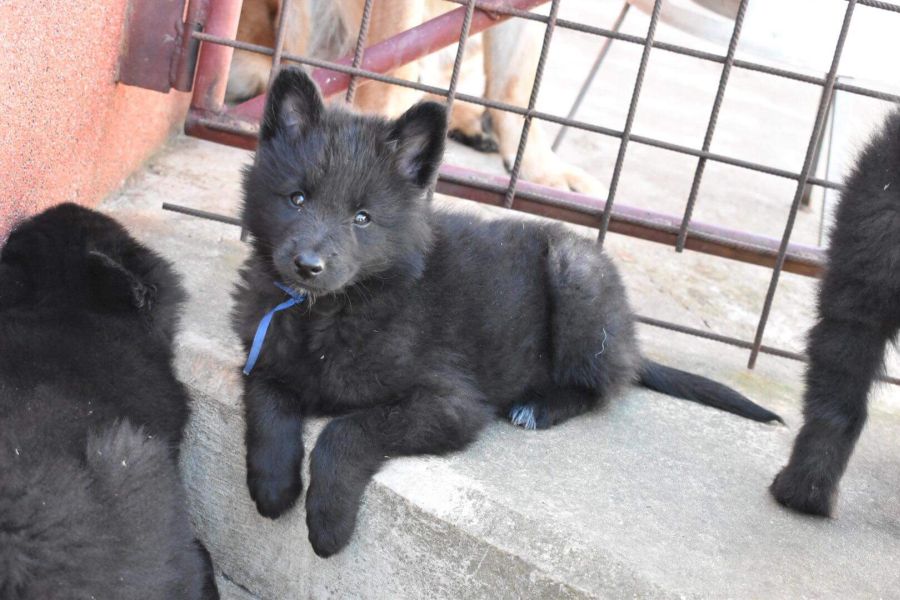 8 weeks 1