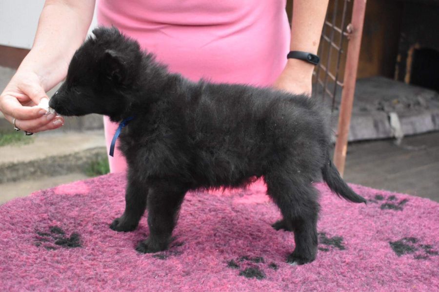 8 weeks 2