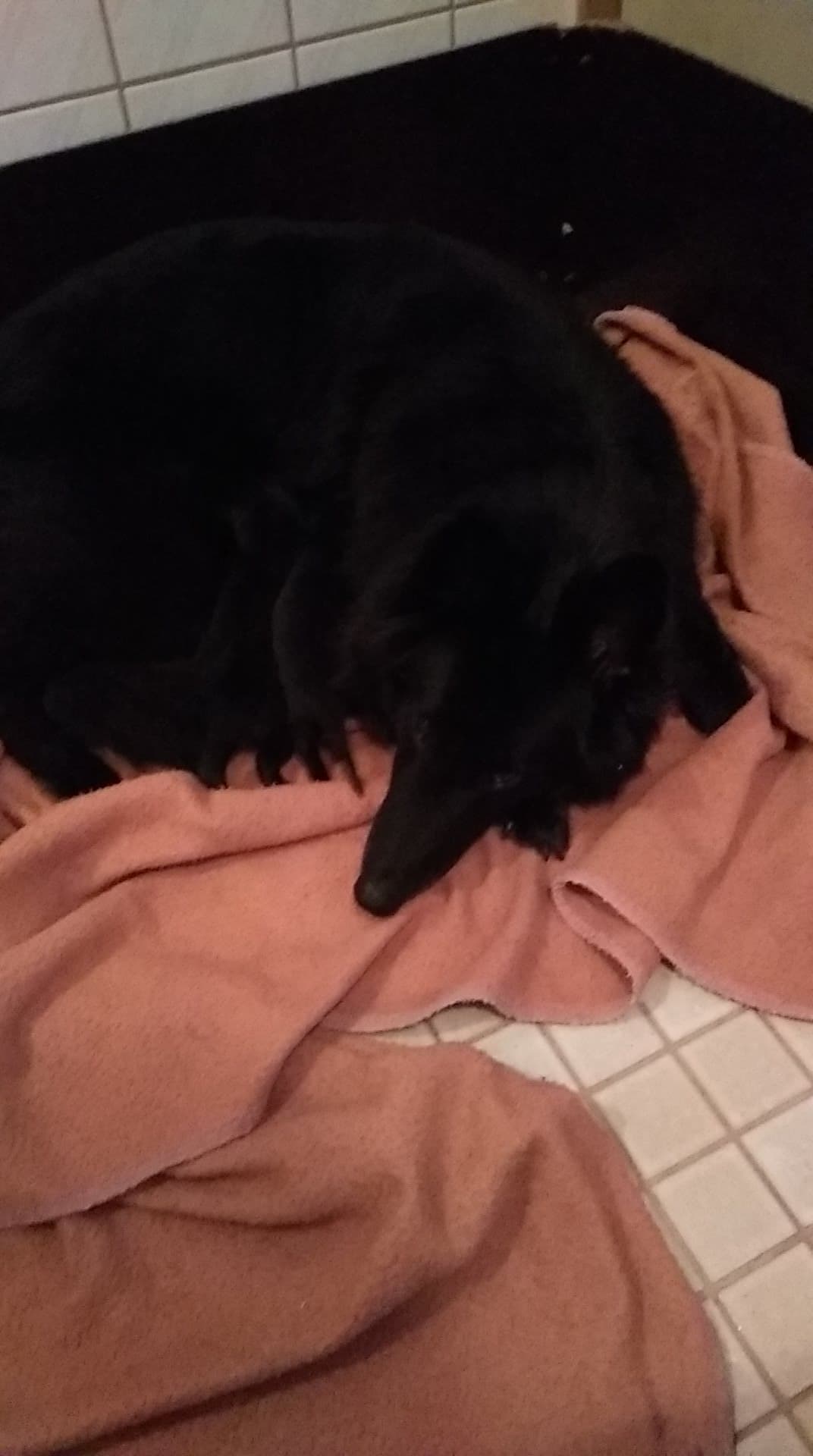 Mustantuulen puppies