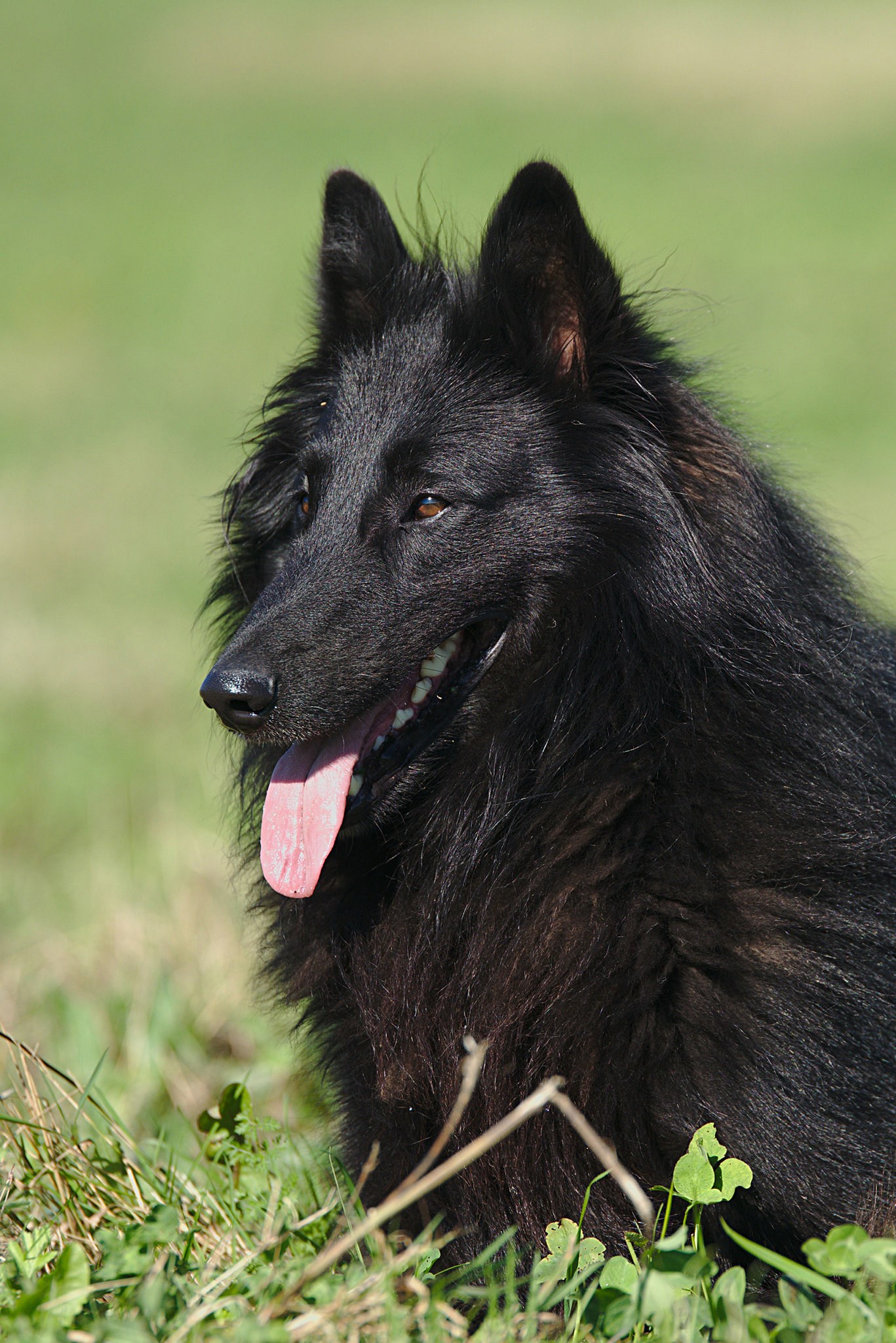 2,5 roku 12