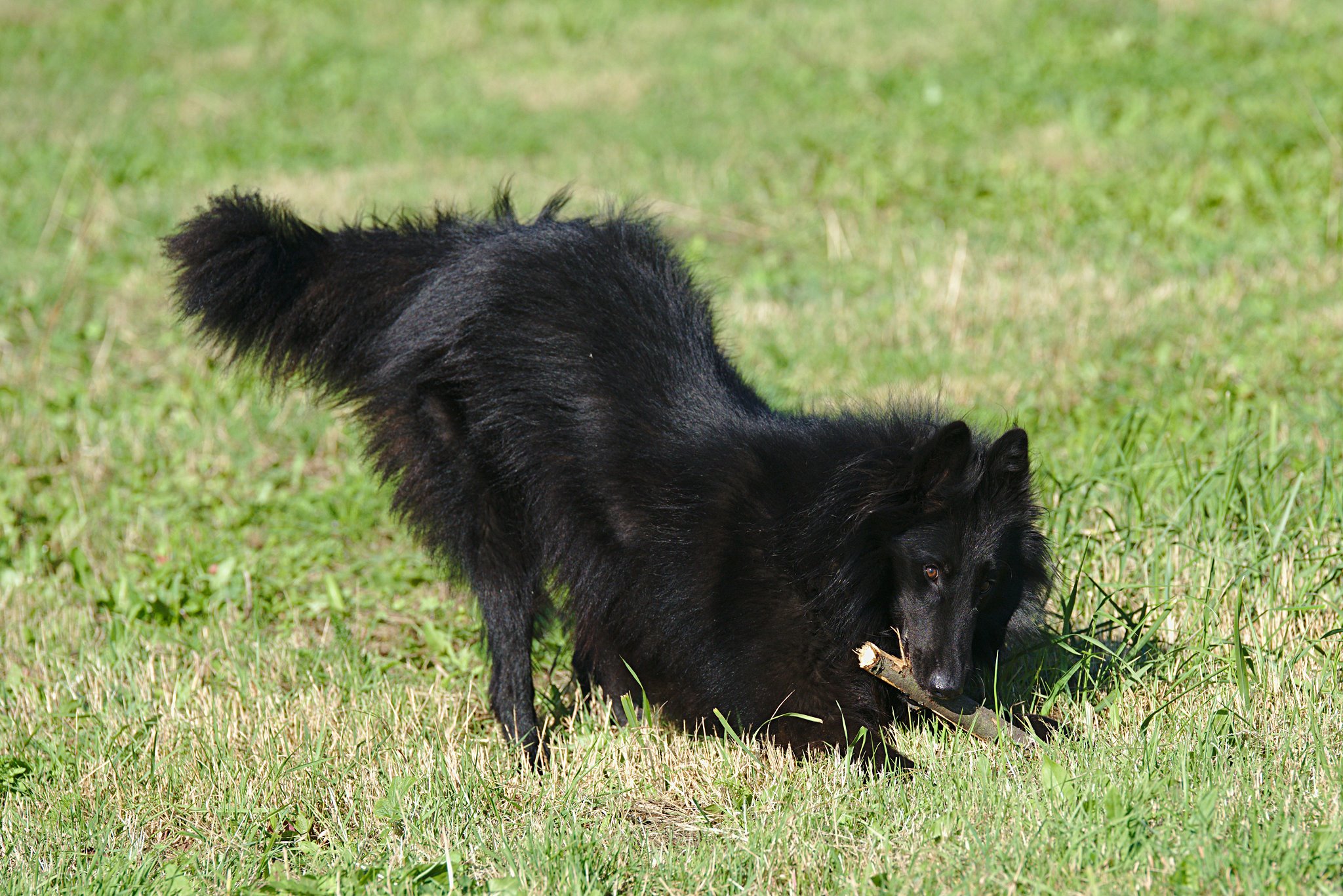 2,5 roku 15