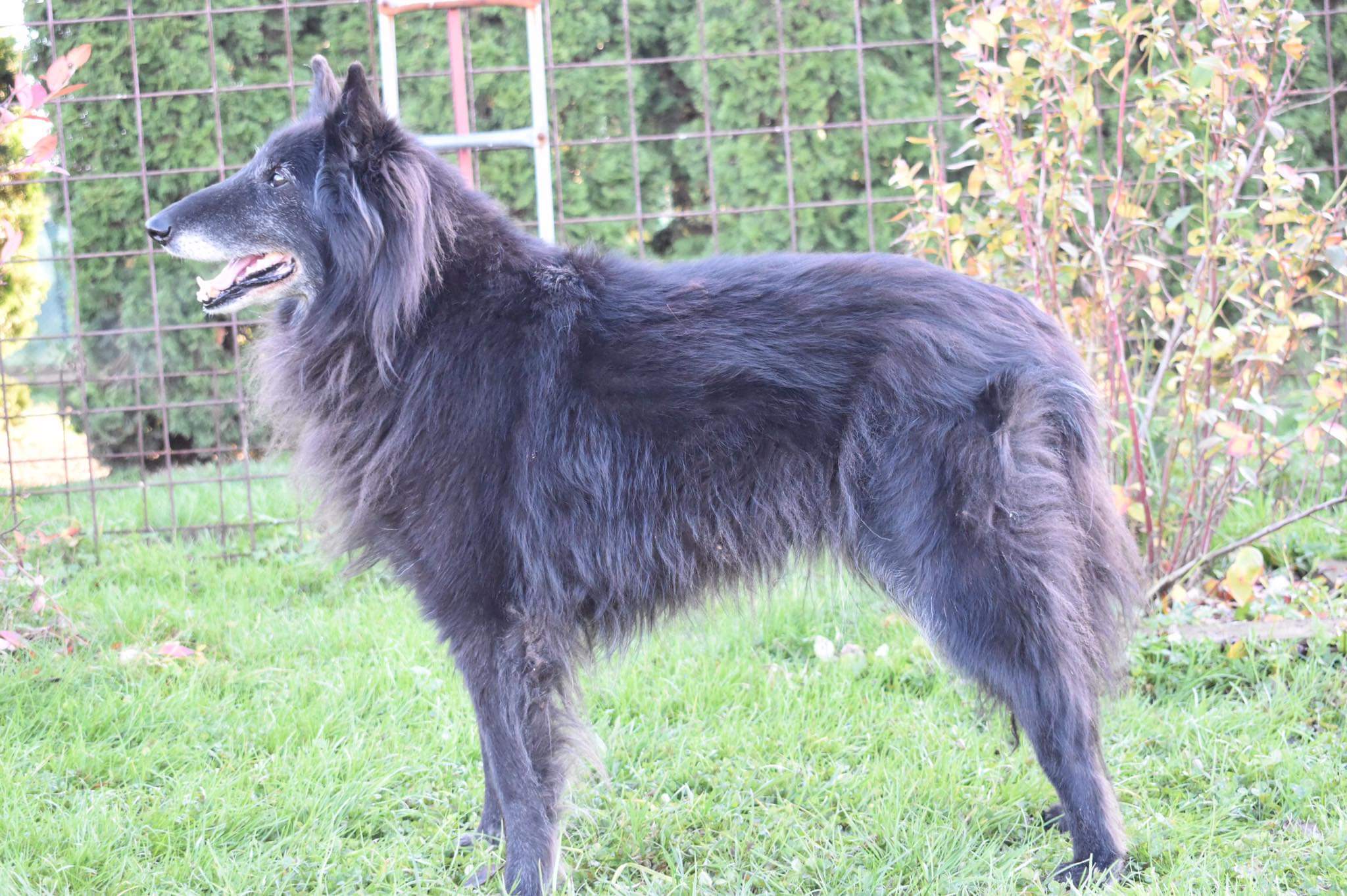 Domia - 13,5 let