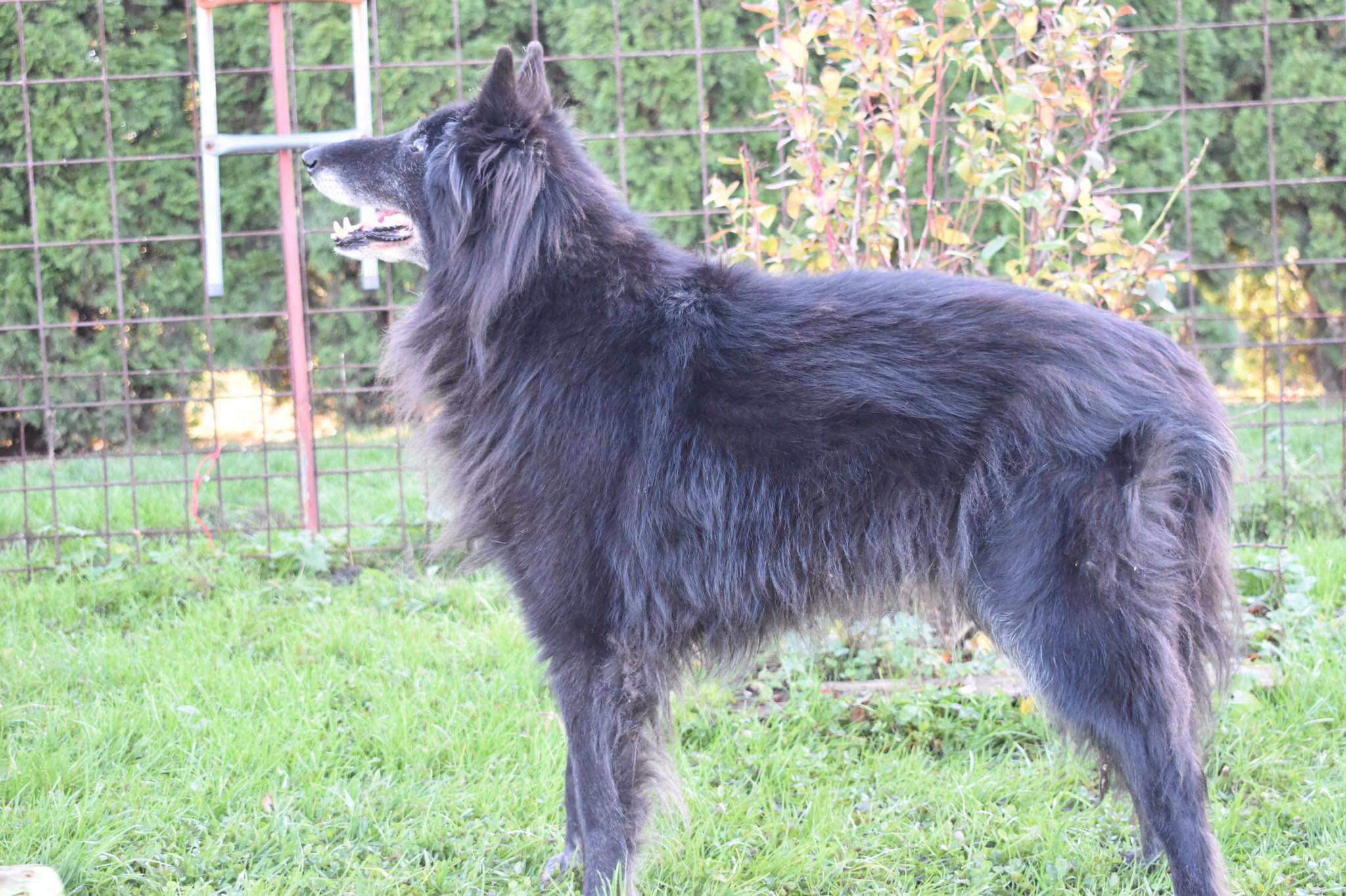 Domia - 13,5 let