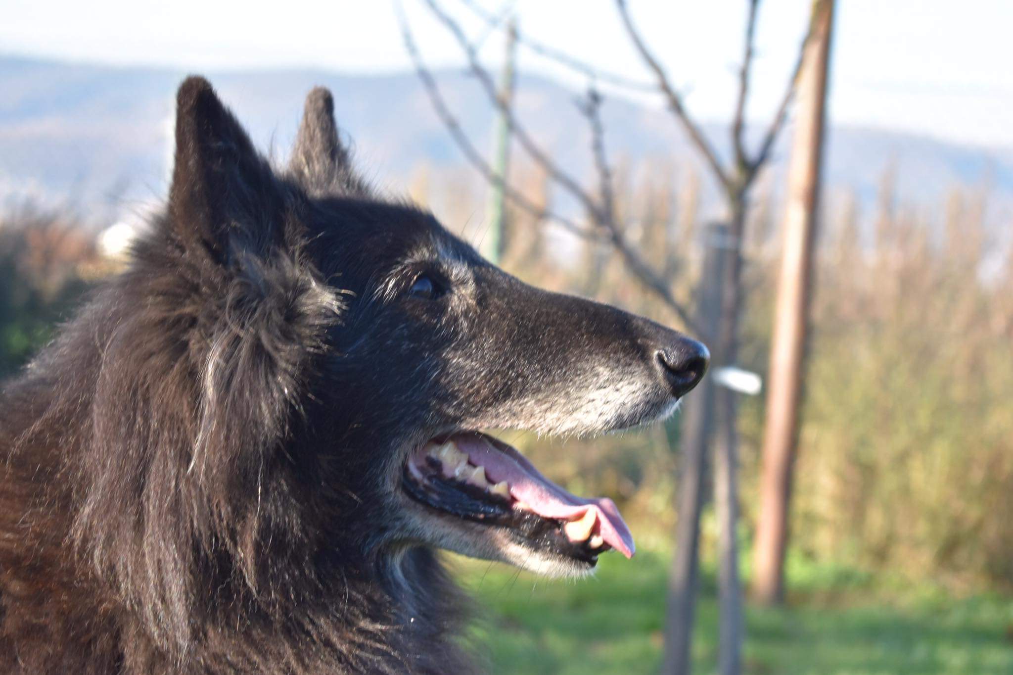 Domia - 13,5 let