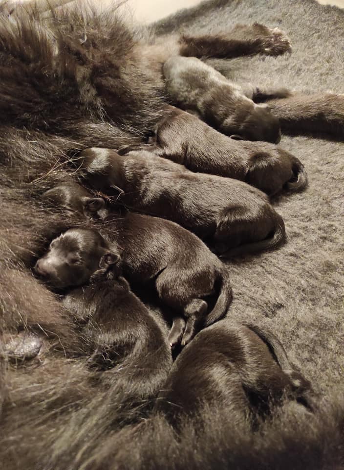 puppies 2