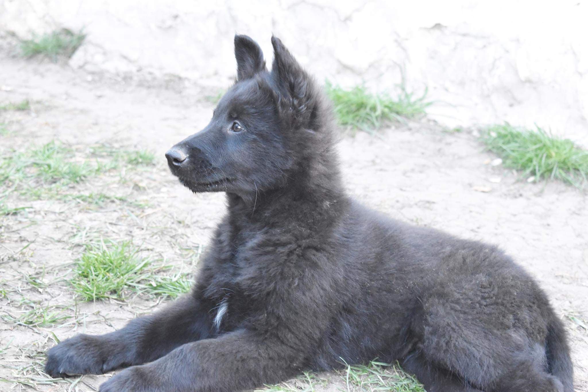 9.5 weeks 1