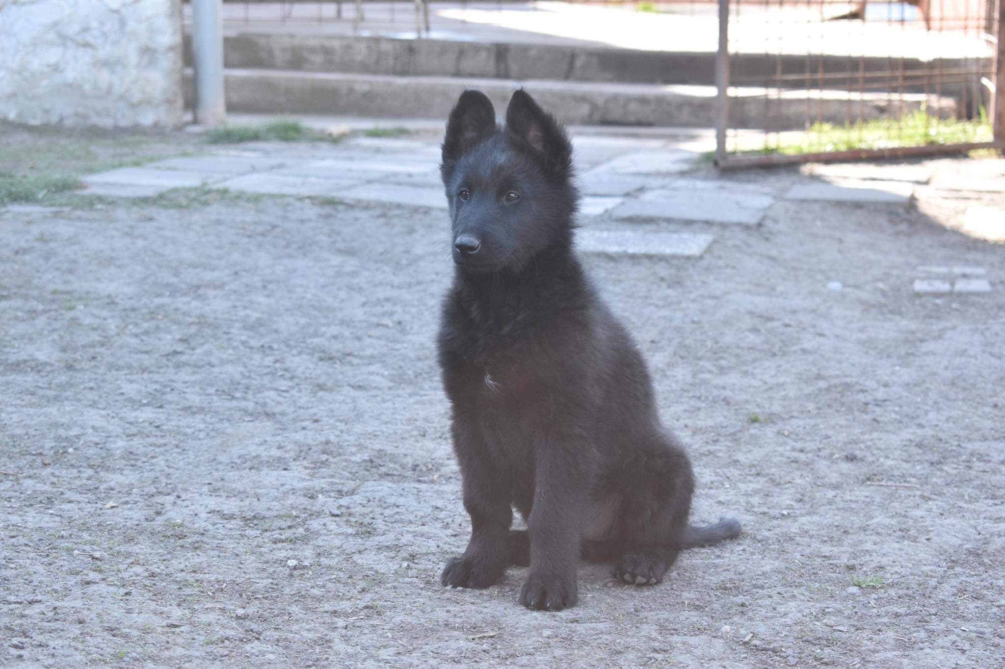 9.5 weeks 2