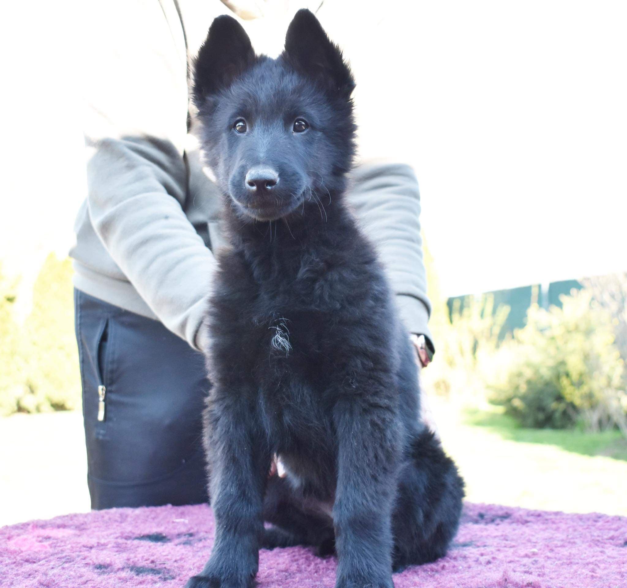 9.5 weeks 3