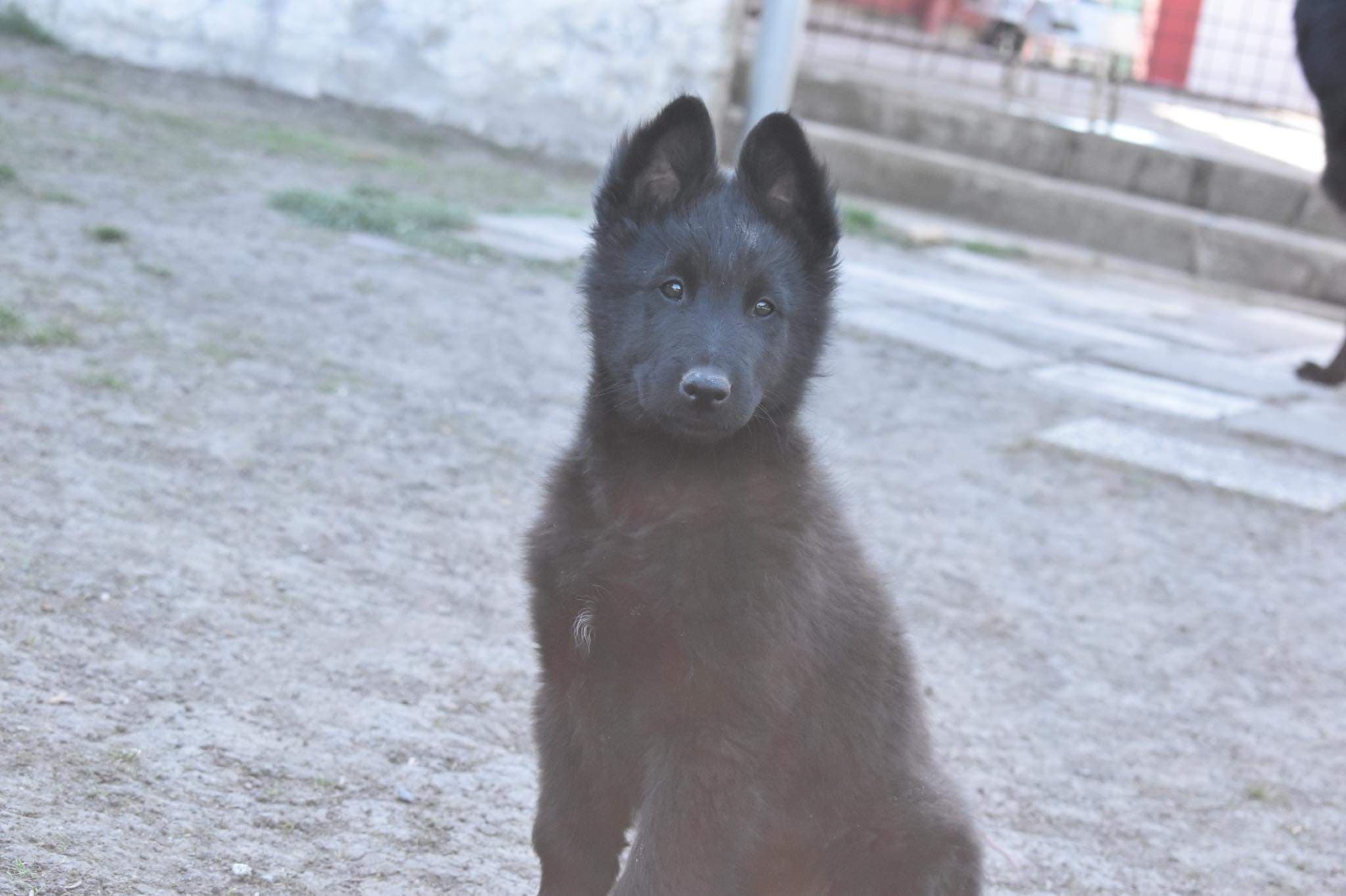 9.5 weeks 4