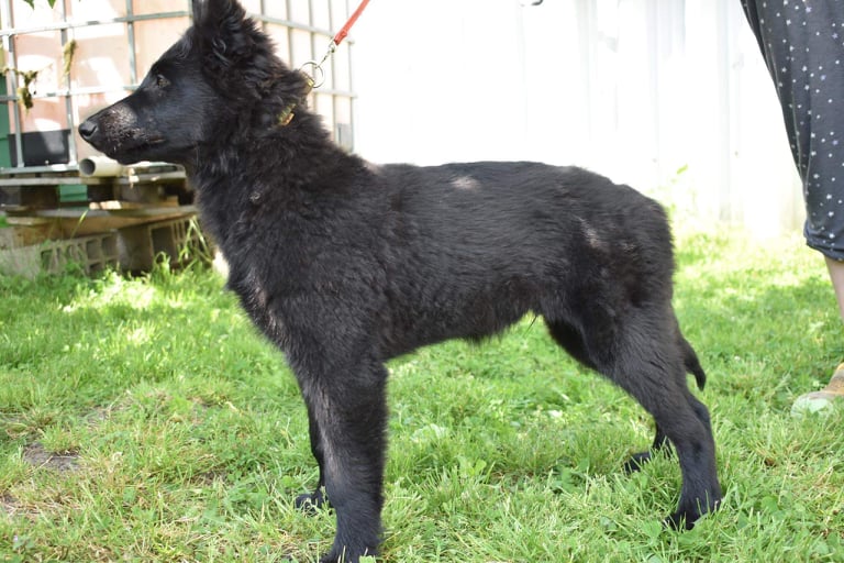 15 weeks 4