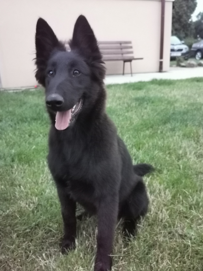 4.5 months old 4