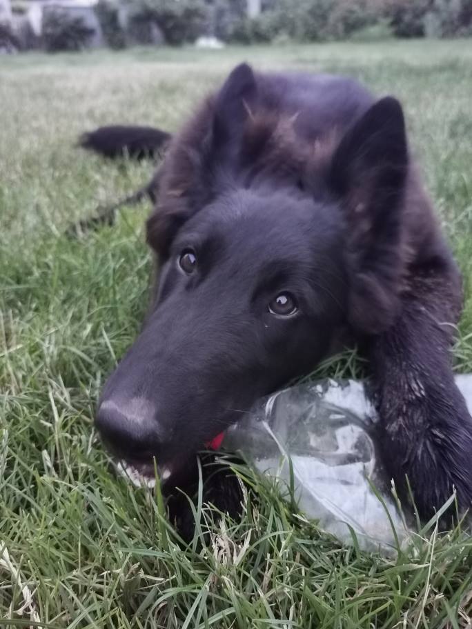 4.5 months old 5