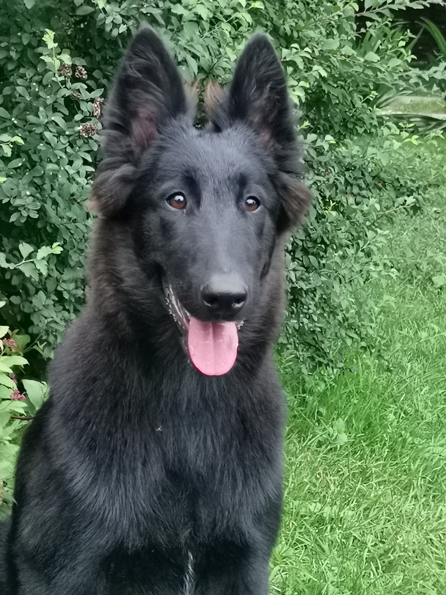 5 months old